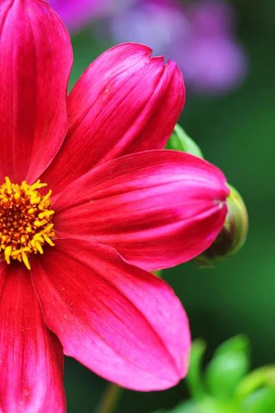 stock image Garden flowers