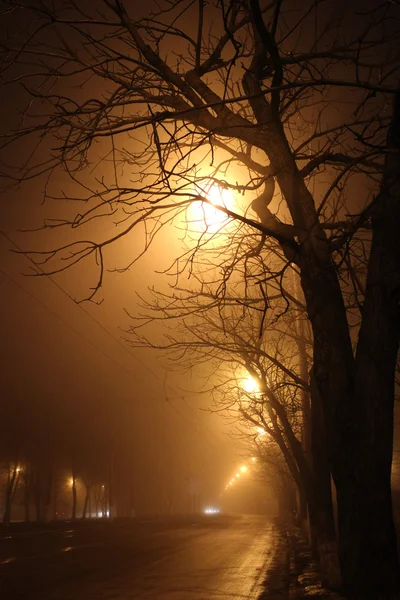 Bomen in de nacht — Stockfoto
