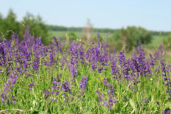 Wild lilac flowers — Stock Photo, Image