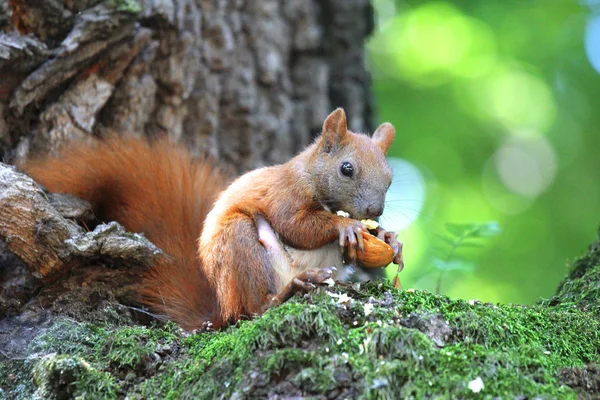 Squirrel on a tree — Stock Photo, Image