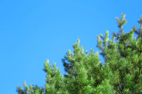 Un abeto y un cielo azul —  Fotos de Stock