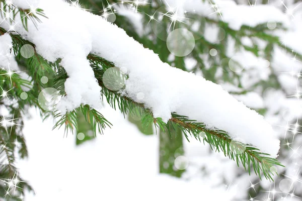 stock image Spruce branch in the snow