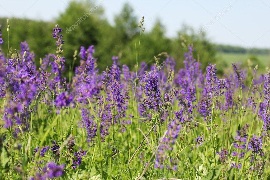 Wild lilac flowers — Stock Photo © Kostia777 #11497717