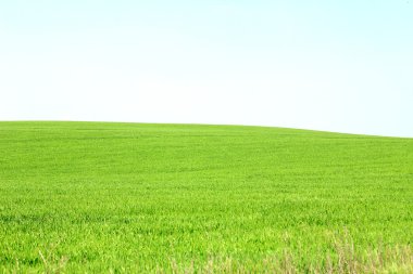 Mavi gökyüzü ile yeşil çayır Panoraması