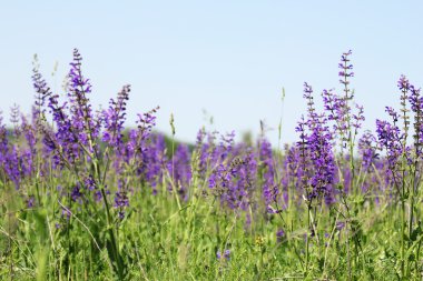 Wild purple flower