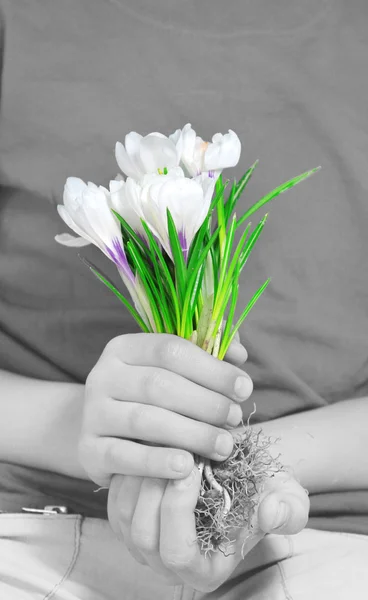 Crocus flowers in hands — Stock Photo, Image