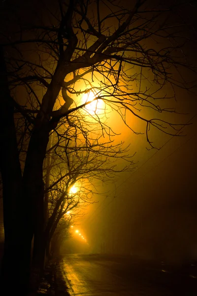 Деревья в ночи — стоковое фото
