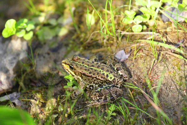 Frog in grass — Stock Photo, Image