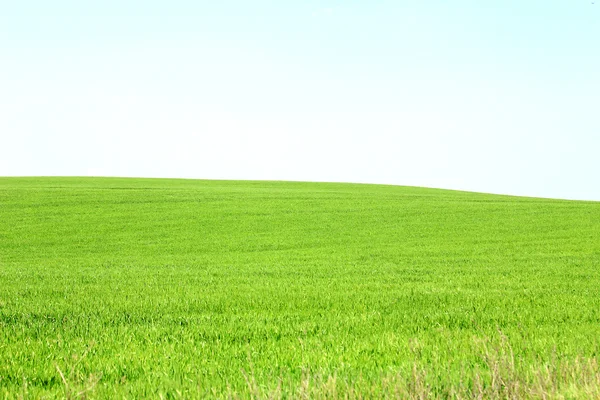 stock image Panorama of a green meadow with blue sky