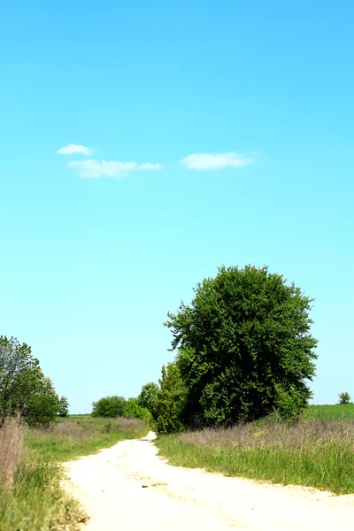 stock image Tree and the road