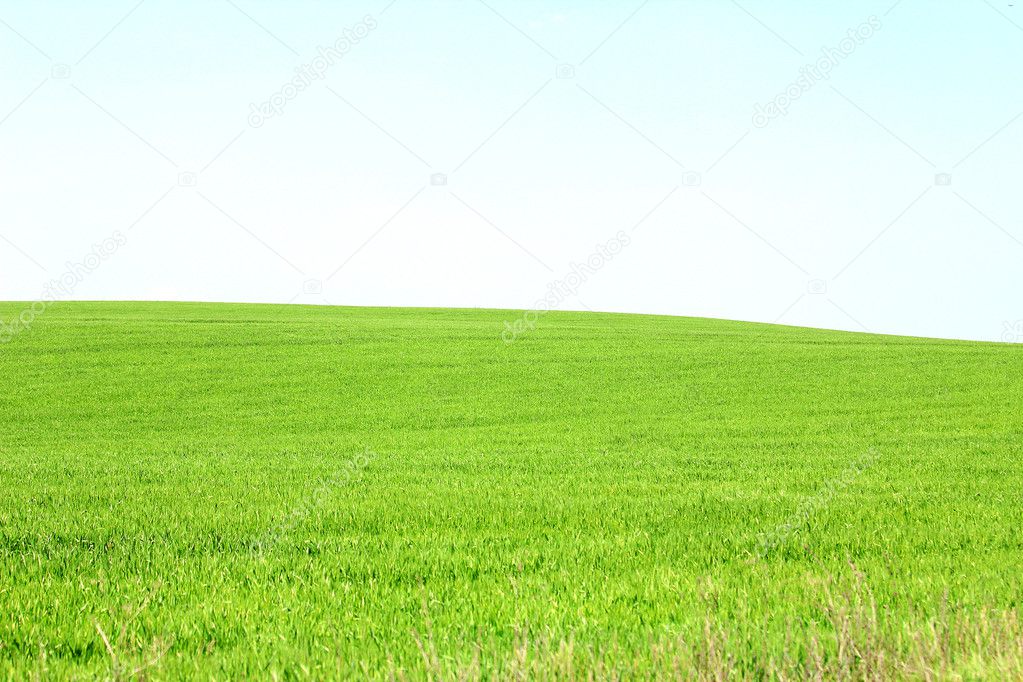 Panorama of a green meadow with blue sky