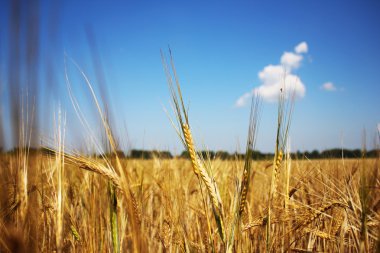 Ears of wheat clipart