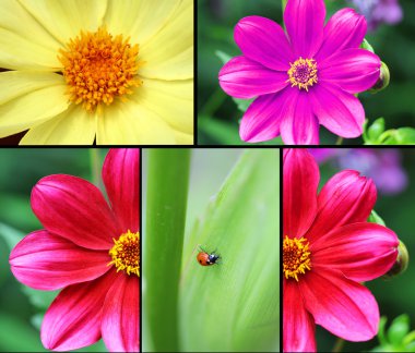 Garden flower clipart