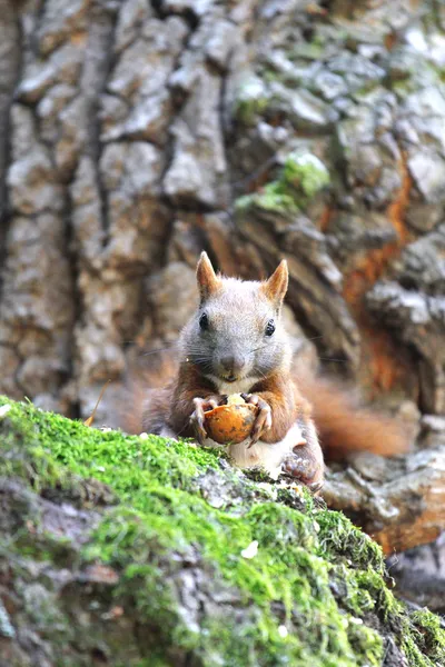 Squirrel in a tree — Stock Photo, Image