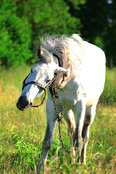 Pferd in der Natur — Stockfoto