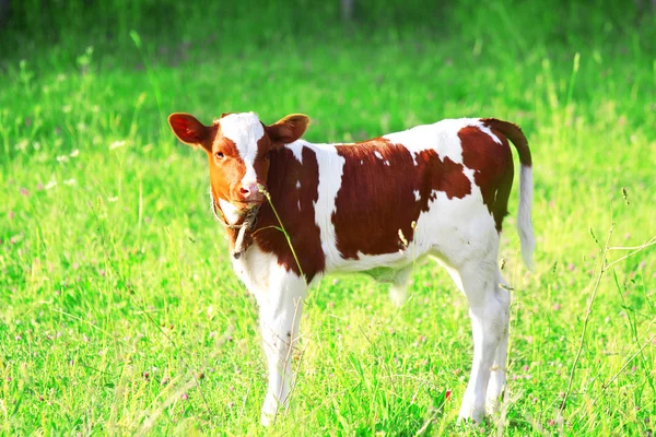 Small calf — Stock Photo, Image