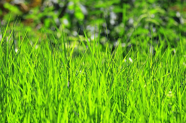 Taze yeşil çim çimen — Stok fotoğraf