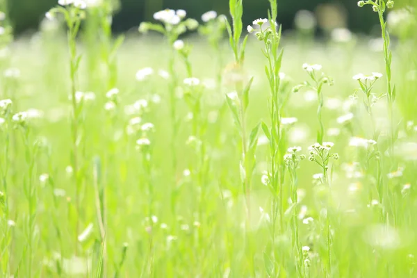 Ярко-зеленая трава и цветы — стоковое фото