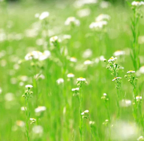 Ljusa gröna gräs och blommor — Stockfoto