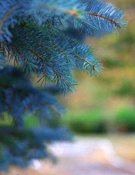 Ramos brilhantemente verdes de uma árvore de pele ou pinheiro — Fotografia de Stock