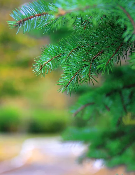 Las ramas verdes del abeto o el pino —  Fotos de Stock