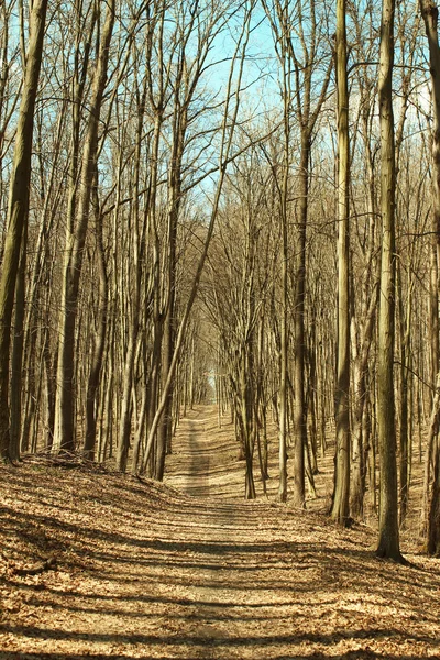 Bosque en otoño o invierno sin hojas —  Fotos de Stock