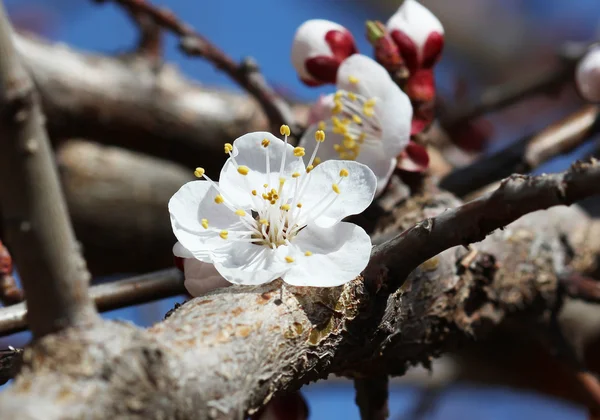 Белорозовый цветок вишни — стоковое фото