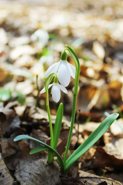 Snowdrops의 꽃 — 스톡 사진