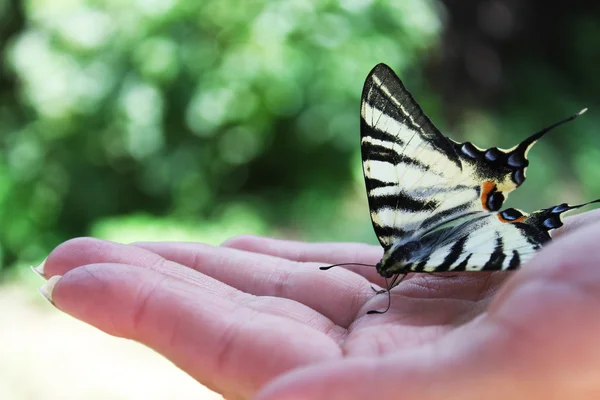 stock image Butterfly on hand