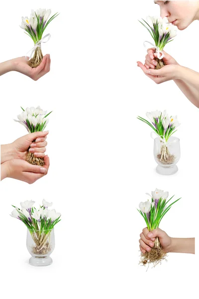 Collectie van crocus bloemen in de handen — Stockfoto