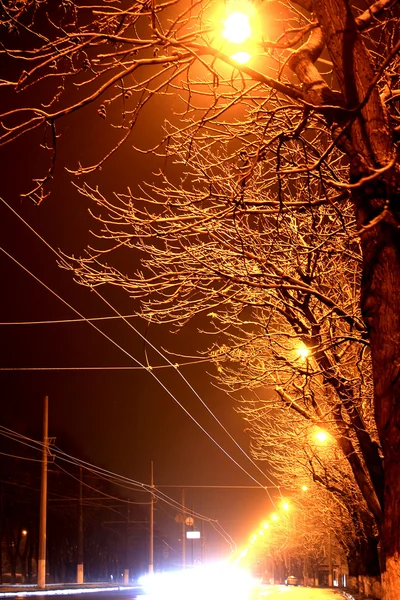 Bäume in der Nacht — Stockfoto