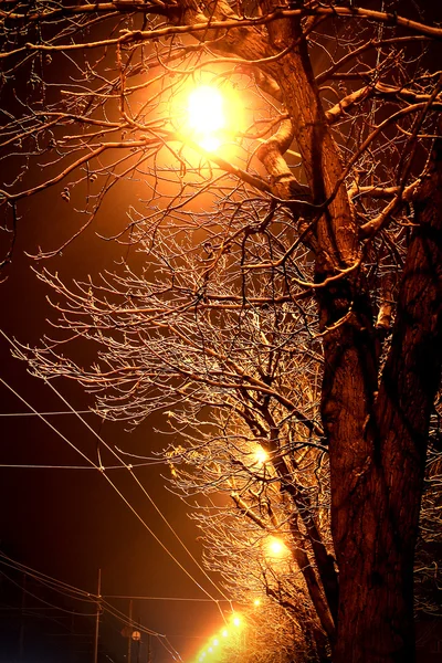 Árboles en la noche — Foto de Stock