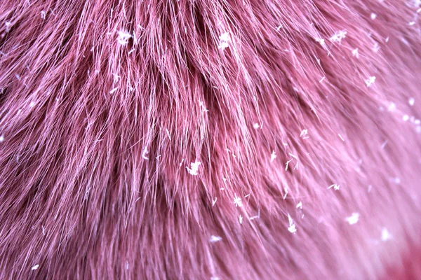 Purple fur surtface — Stock Photo, Image