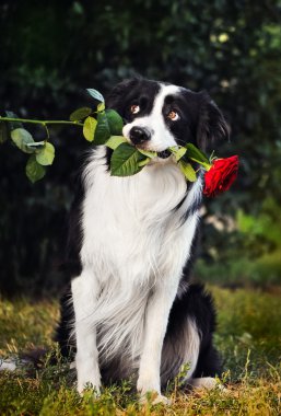 köpek kenar kömür ocağı dikey, çiçek