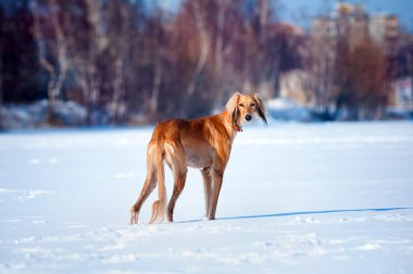 köpek saluki kış portresi