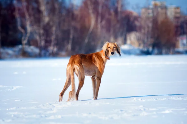 Perro saluki retrato de invierno — Foto de Stock