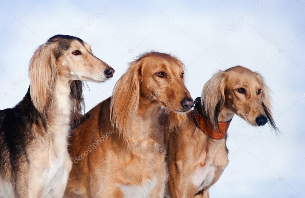 Three saluki dogs portrait