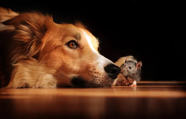 Dog and mouse friends — Stock Photo, Image