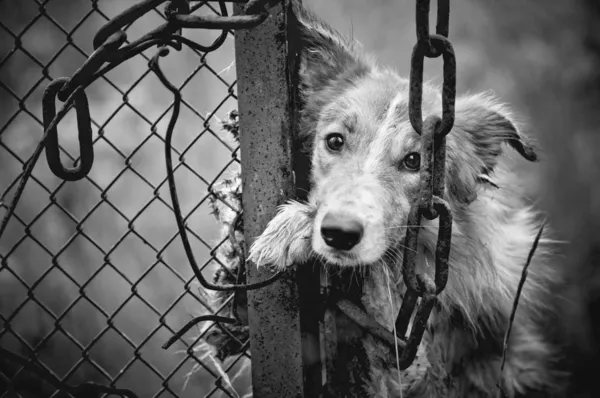 Trauriger Hund schwarz-weiß — Stockfoto