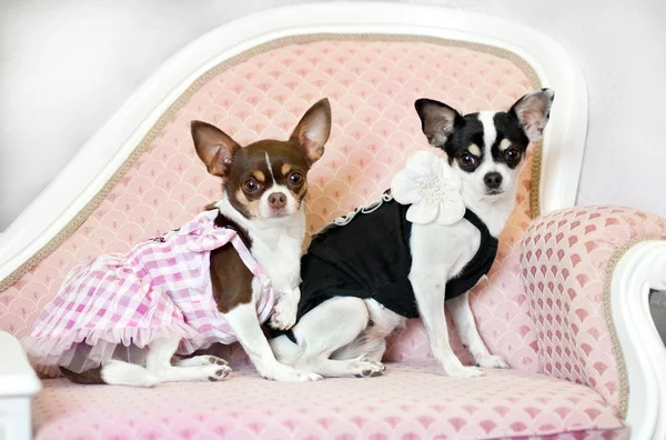 Dos pequeños perros glamour en el sofá —  Fotos de Stock