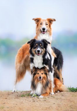 Composition of the three dogs border collie and sheltie clipart
