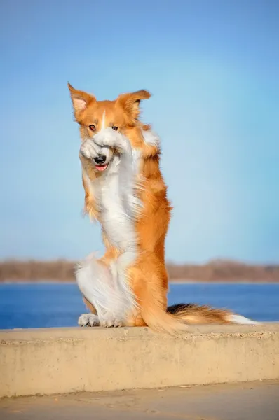 Red Border Collie dog in trick — Stock Photo, Image