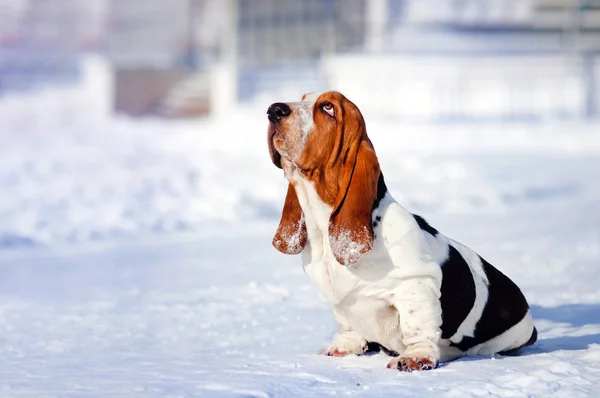 Câine trist Basset Hound iarna — Fotografie, imagine de stoc