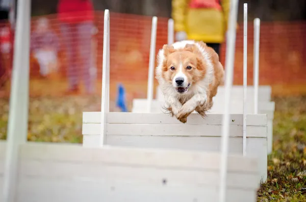 Komik köpek kenar kömür ocağı atlama — Stok fotoğraf