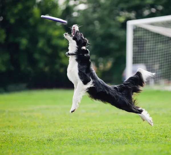 Frisbee pes chytání — Stock fotografie