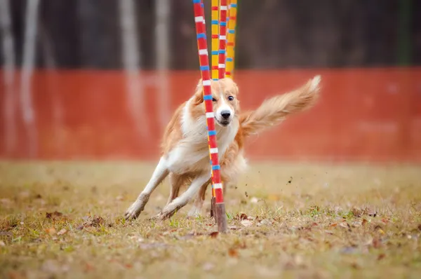 Grappige hond in flexibiliteit — Stockfoto