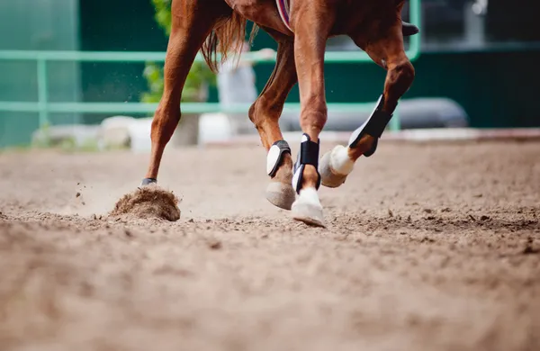 Pferdebeine laufen — Stockfoto