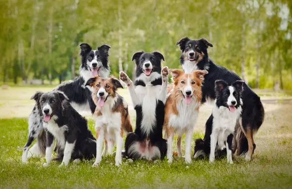 Группа счастливых собак Стоковая Картинка