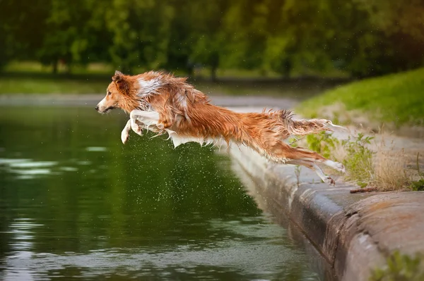 Собака прыгает в воду — стоковое фото