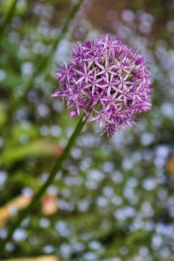 Purple Allium flower clipart